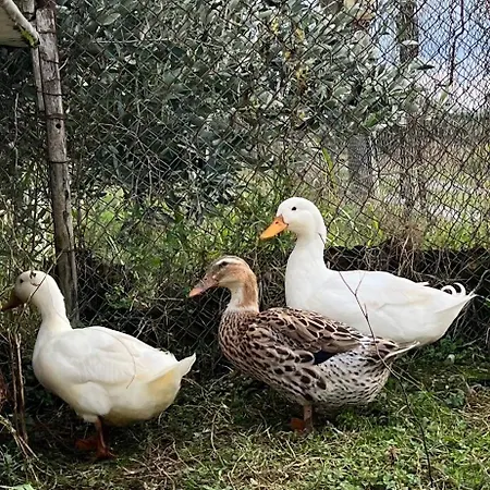 Shkodra Omaraj