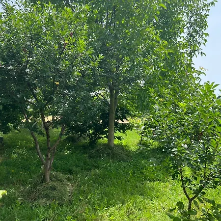 Shkodra Villa *