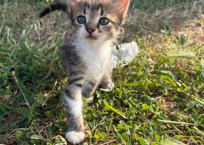 فيلة Shkodra