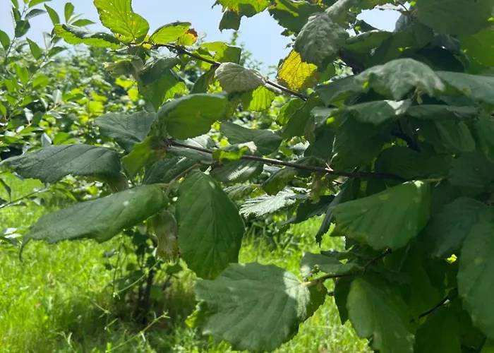 Shkodra فيلة *