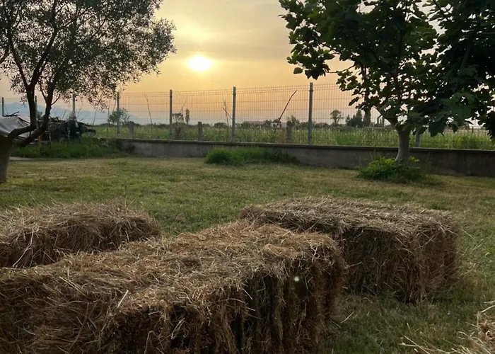 فيلة Shkodra *