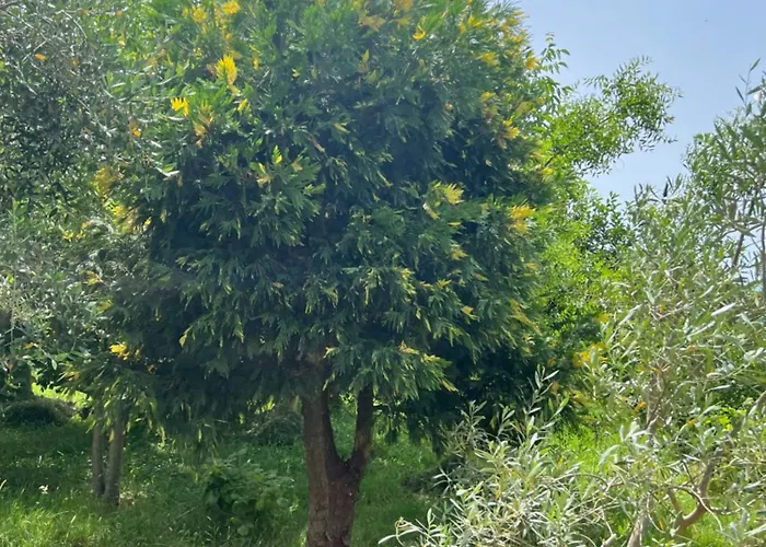 Shkodra فيلة