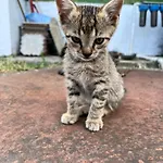 Shkodra