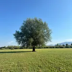 Shkodra Omaraj