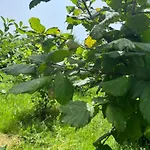 Shkodra Villa *
