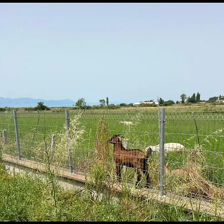 Vila Shkodra *
