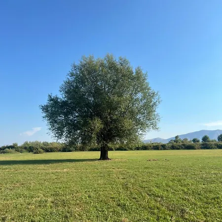 Shkodra Omaraj