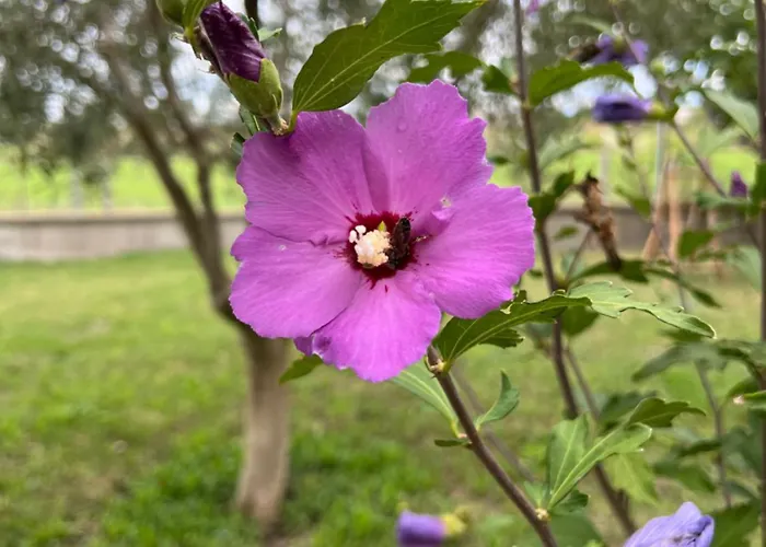 Shkodra