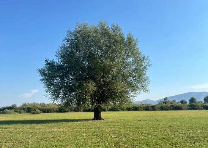 Shkodra Omaraj
